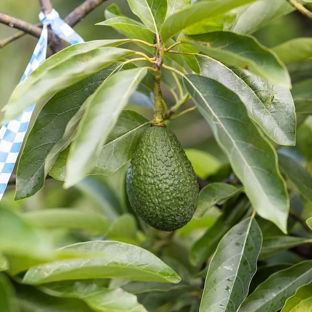 thumbnail for publication: Tropical and Subtropical Fruit Crops for the Home Landscape: Alternatives to Citrus